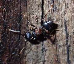 Crematogaster aurita