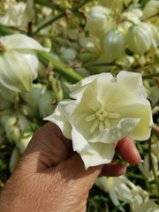 Yucca gloriosa
