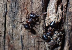 Crematogaster aurita