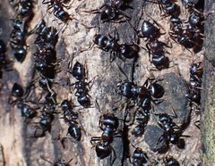Crematogaster aurita
