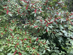 Ilex verticillata
