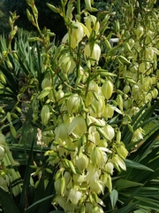 Yucca gloriosa