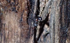Crematogaster aurita