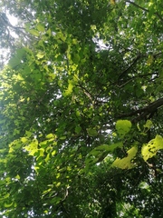 Heliocarpus donnellsmithii