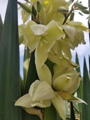 Yucca gloriosa