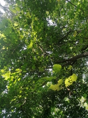 Heliocarpus donnellsmithii