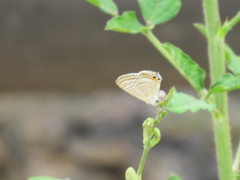 Lampides boeticus