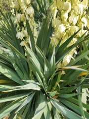 Yucca gloriosa