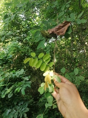Apoplanesia paniculata