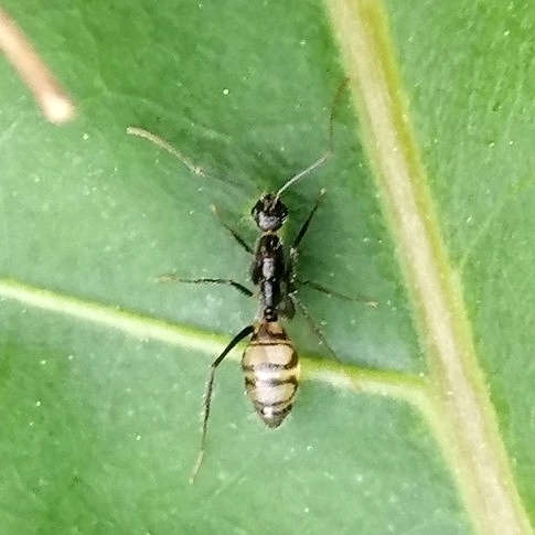 Camponotus sexguttatus ornatusCamponotus sexguttatus ornatus
