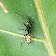 Camponotus sexguttatus ornatus