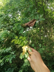 Apoplanesia paniculata