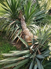 Yucca gloriosa