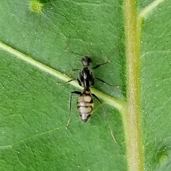Camponotus sexguttatus ornatus