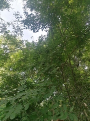 Apoplanesia paniculata