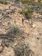 Tribolium brachystachyum