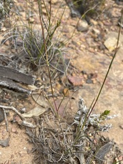 Tribolium brachystachyum