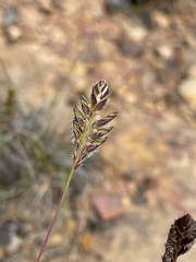 Tribolium brachystachyum