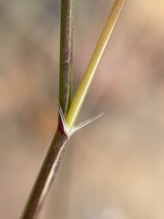 Tribolium brachystachyum