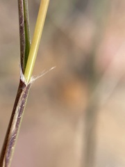 Tribolium brachystachyum