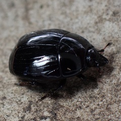 Histerinae