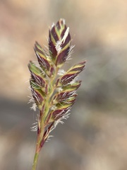 Tribolium brachystachyum