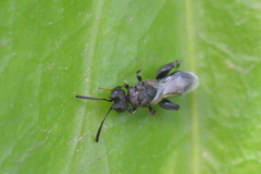 Dirhinus hesperidum