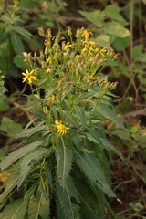 Senecio nemorensis