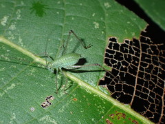 Tettigoniidae