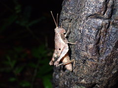 Acrididae