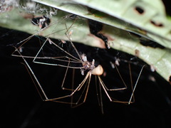 Pholcidae