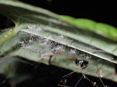 Pholcidae