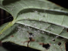 Pholcidae