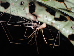 Pholcidae