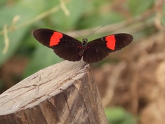 Heliconius erato hydara