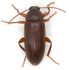 Hymenorus occidentalis