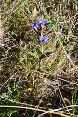 Gentiana scabra