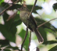 Rhynchocyclus olivaceus