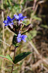 Gentiana scabra