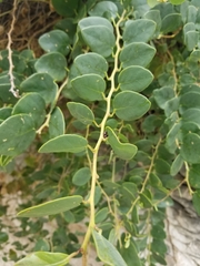 Capparis orientalis