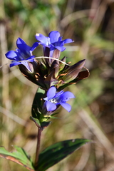 Gentiana scabra