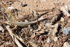 Acanthodactylus erythrurus