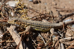 Acanthodactylus erythrurus