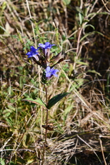 Gentiana scabra