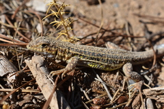 Acanthodactylus erythrurus
