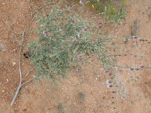 Image of Hermannia trifurca by no rights reserved