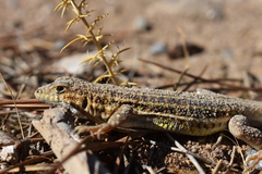 Acanthodactylus erythrurus