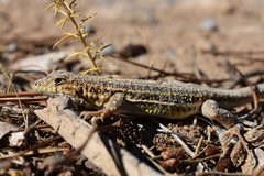 Acanthodactylus erythrurus