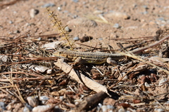 Acanthodactylus erythrurus