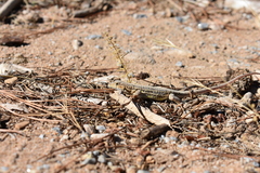 Acanthodactylus erythrurus